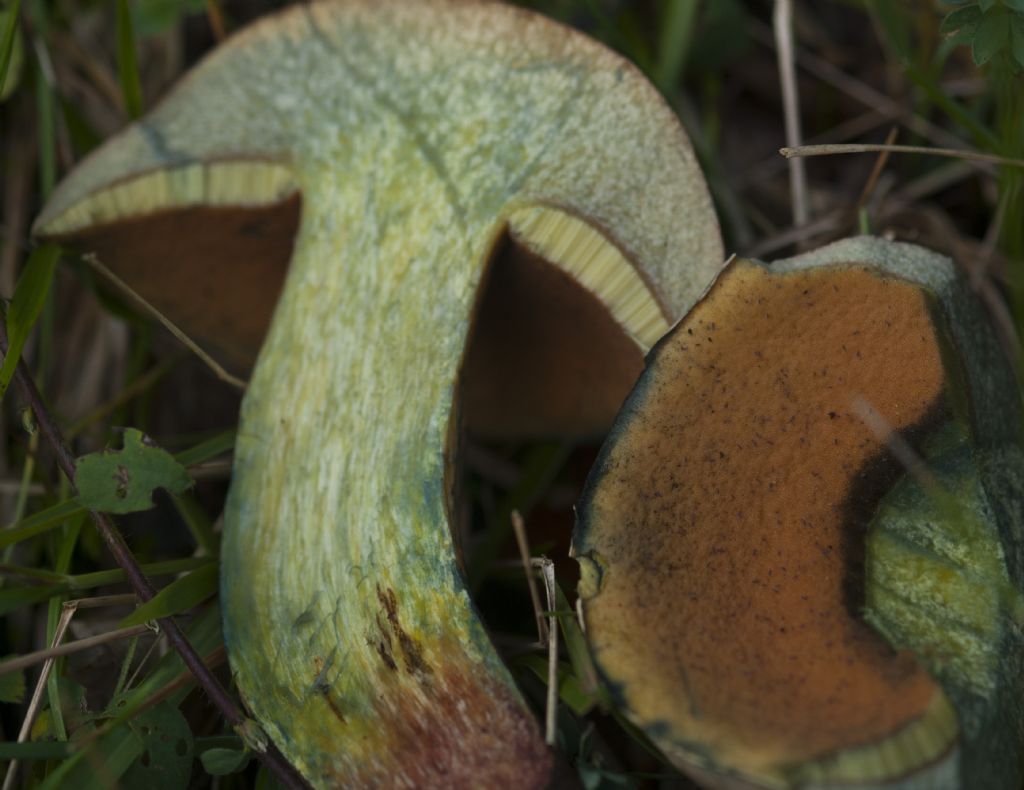 Boletus o leccinum